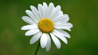 Discover Beautiful Daisy AI Desktop Art