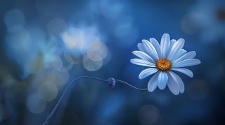 High-Quality Daisy AI Wallpaper Downloads