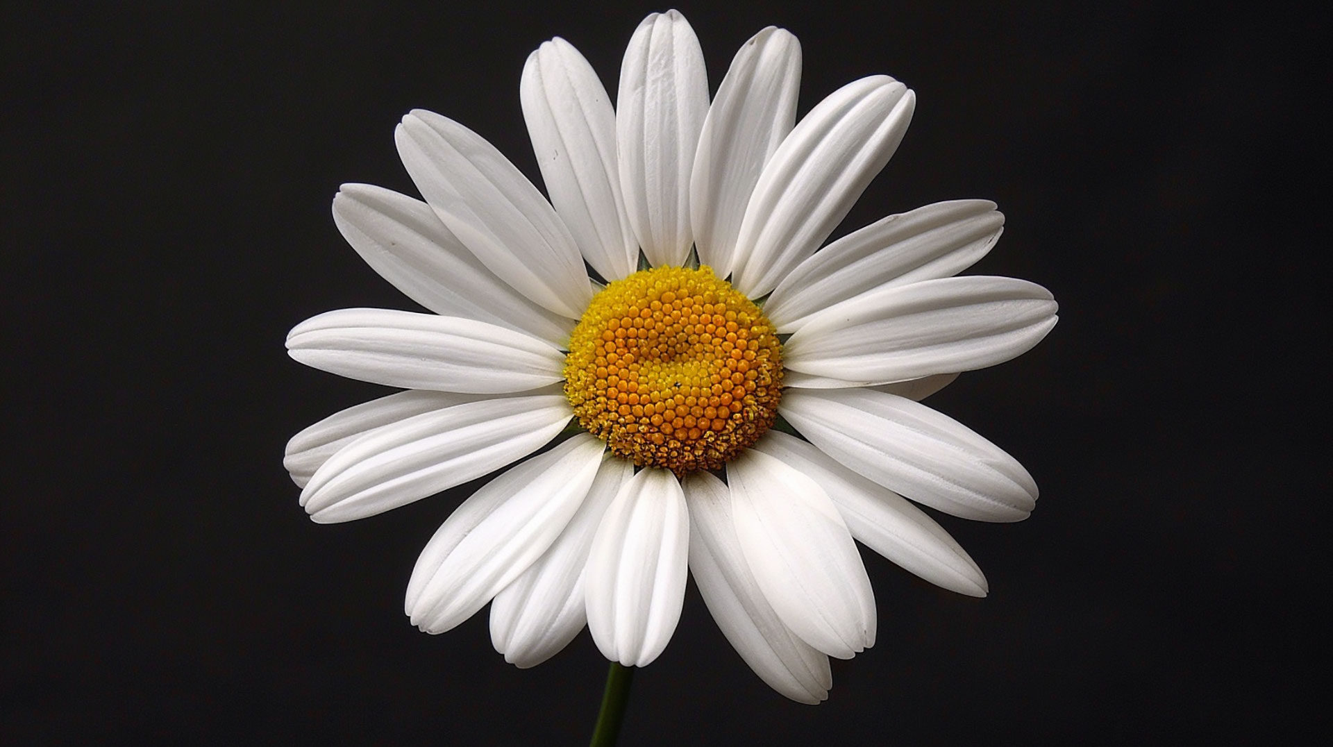 Stunning Daisy AI Desktop Backgrounds