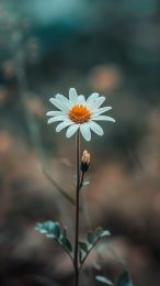 Daisy Freshness: Mobile Wallpapers for LG