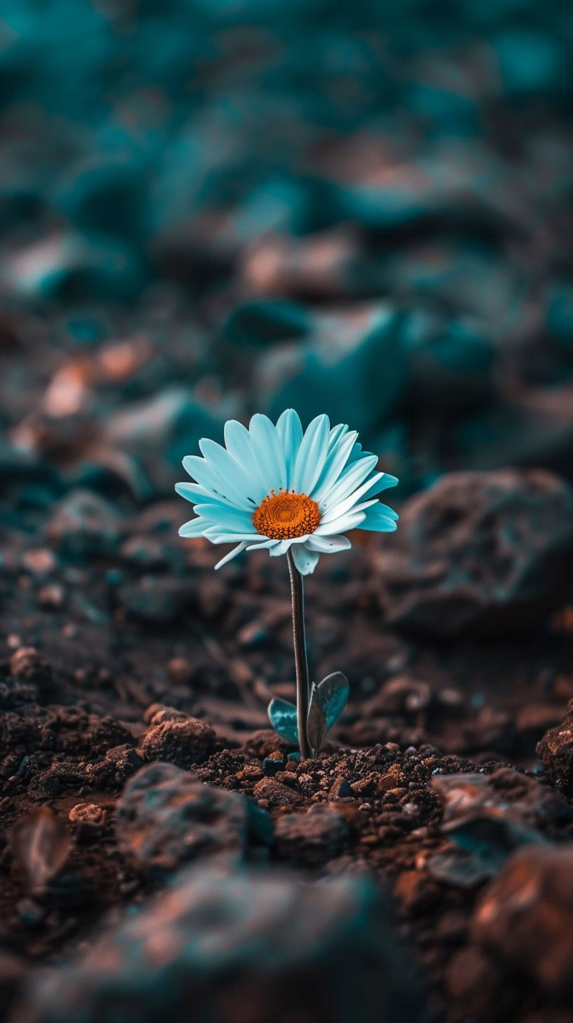 Elegant Daisy Mobile Wallpapers for OnePlus