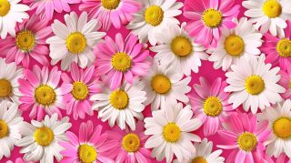 Enhance Your Desktop with Daisy AI Wallpapers