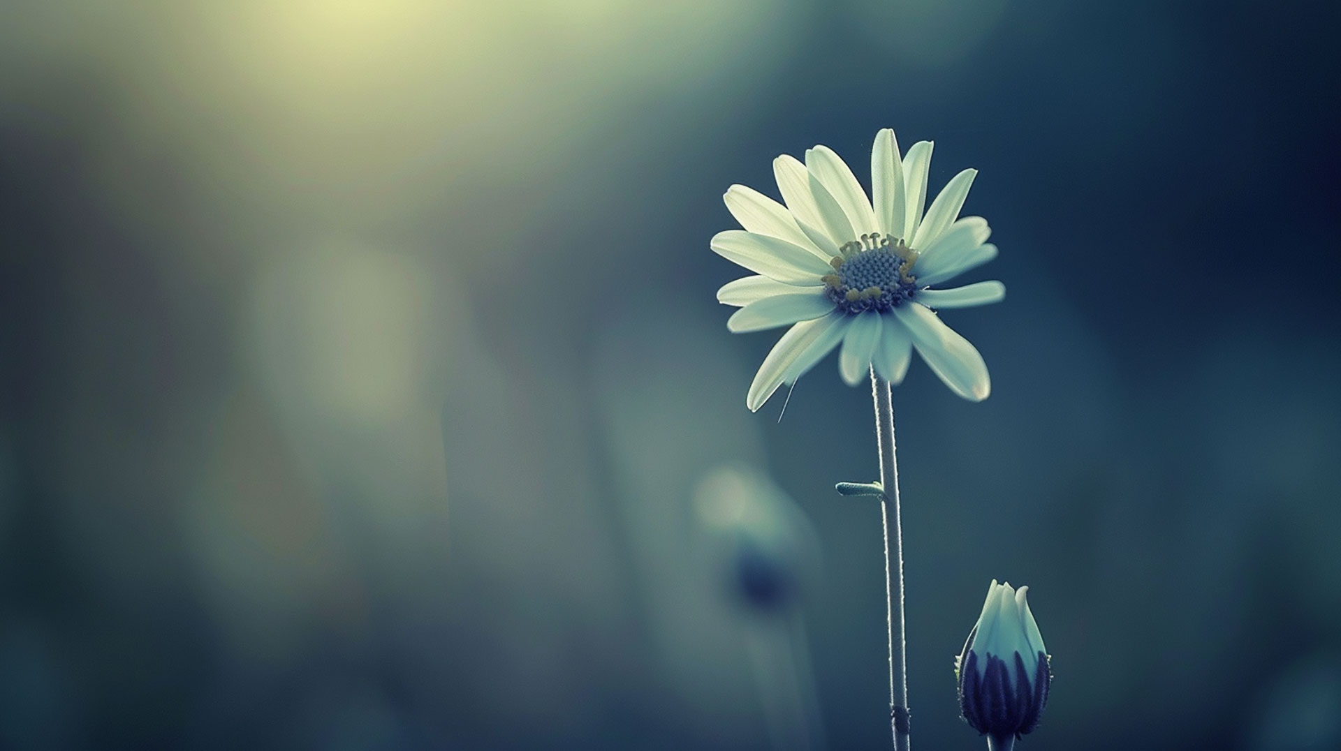 Explore Daisy AI HD Wallpapers for Desktop