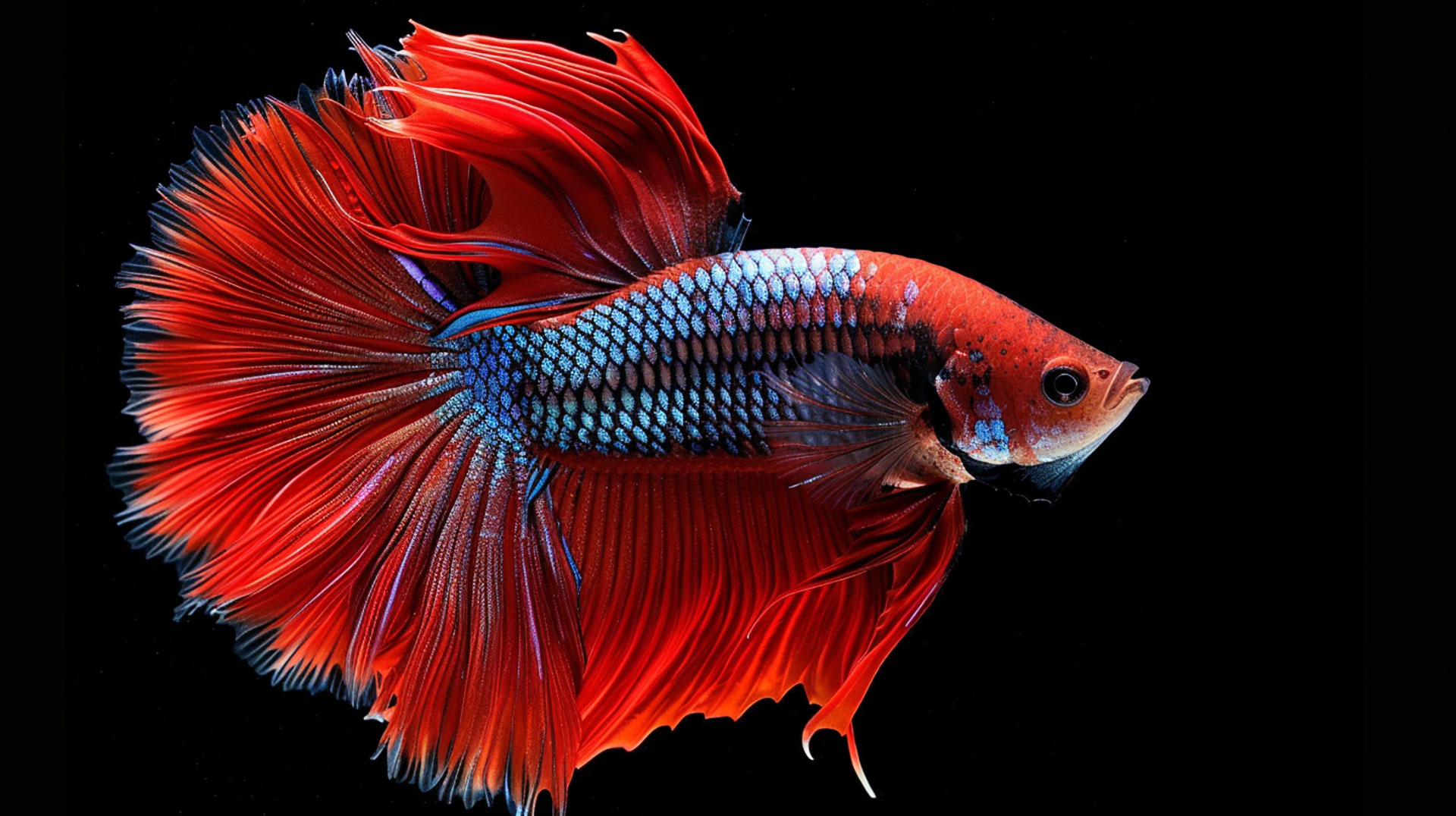 Enhance Your Desktop with Fish AI Wallpapers