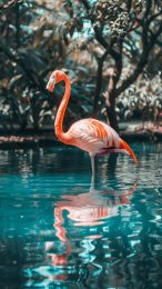 Stylish Flamingo Mobile Wallpapers for Vivo