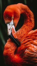 Serene Flamingo Mobile Wallpapers for Huawei