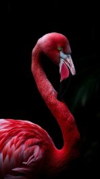 Tropical Flamingo Themes for Samsung Phones