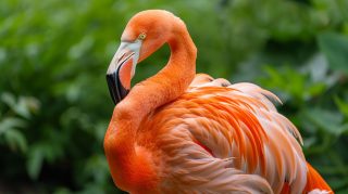 Enhance Your Desktop with Flamingo AI Wallpapers