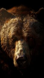 Grizzly Majesty: Majestic Beauty on Your Wallpaper