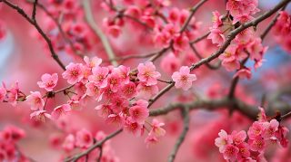 Free High-Resolution Cherry Blossom Desktop Backgrounds