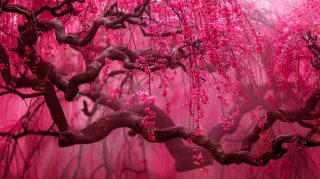 Free 4K High-Resolution Cherry Blossom Wallpapers