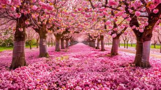 Stunning Cherry Blossom Wallpapers in High Resolution