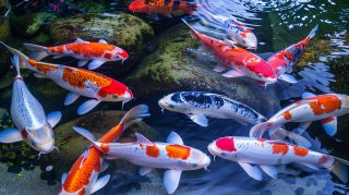 Serene Koi Fish AI Desktop Themes