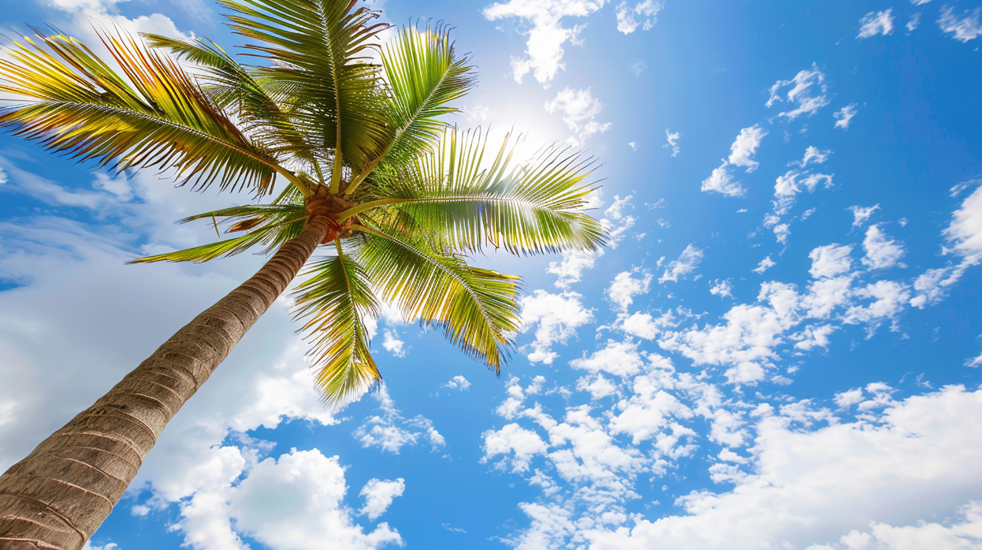 Sunset Silhouette: Palm Tree Desktop Background