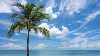 Coastal Serenity: Palm Tree AI Image for PC