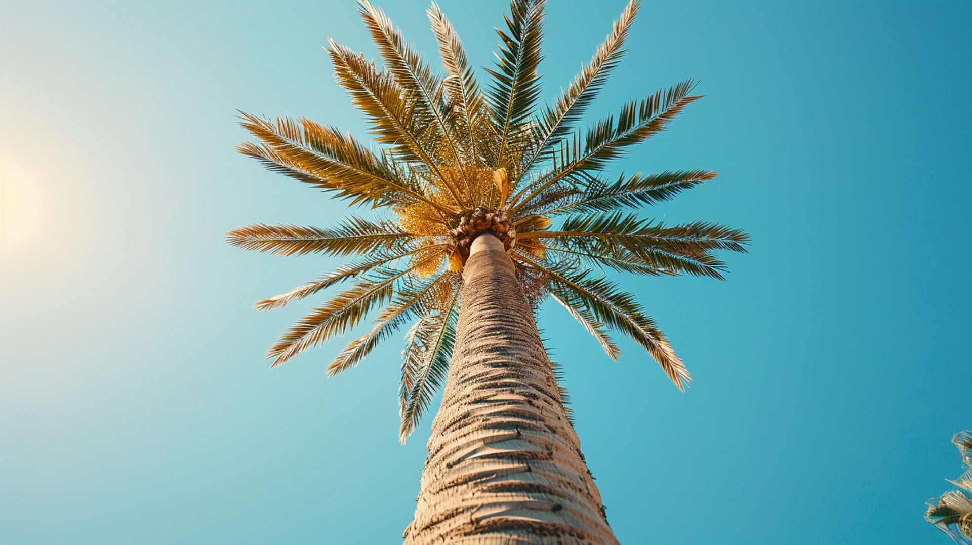 Tropical Escape: Palm Tree AI Wallpaper for Desktop