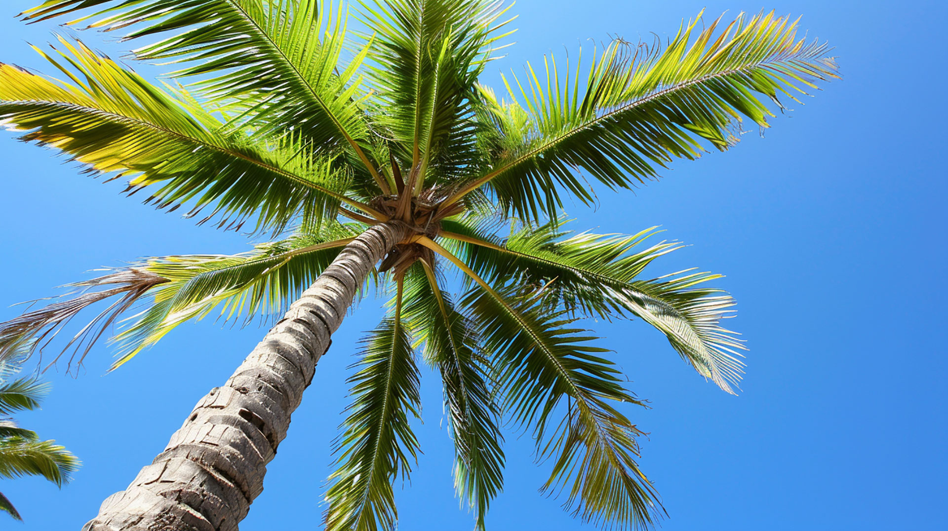 Charming Palm Tree AI Wallpaper for Desktop Delight