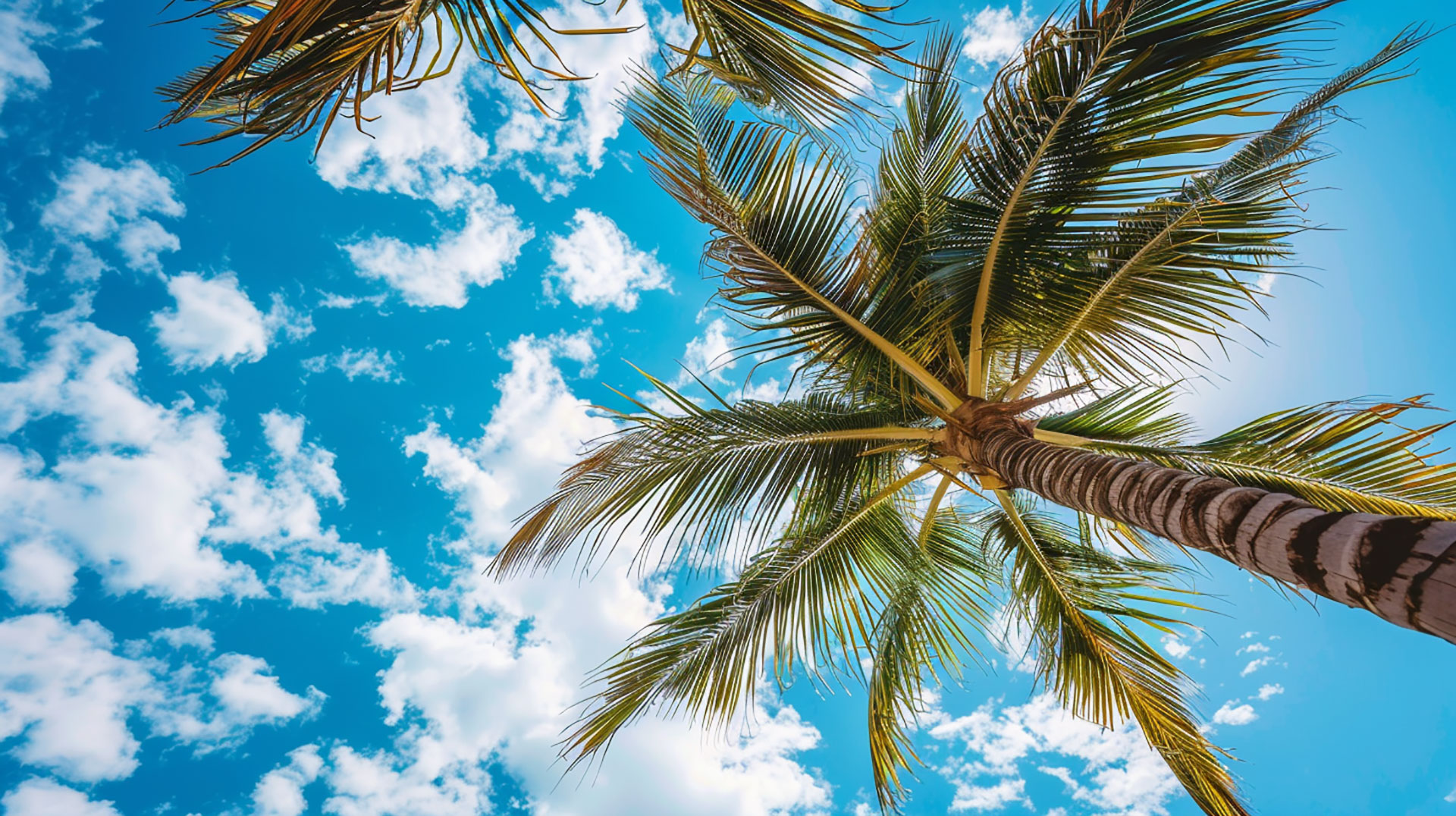 Palm Tree Desktop Background in 1920x1080 Resolution