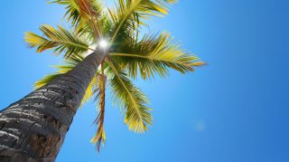 4K Palm Tree AI Wallpaper for Desktop Bliss