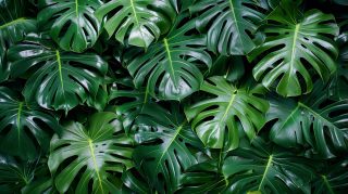 Verdant Green Palm Tree Desktop Background