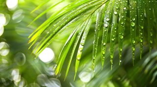 Tropical Canopy: Palm Tree Leaves AI Wallpaper