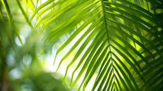 Greenery Abound: Palm Tree Leaves AI Wallpaper