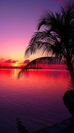 Golden Sunset Palm Tree AI Wallpaper