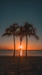 Sunset Reflection: Palm Tree AI Wallpaper