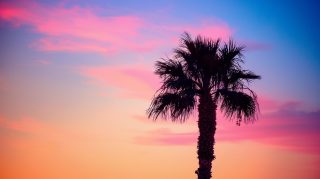 Coastal Twilight: Palm Tree Desktop Background