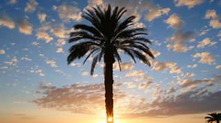 Sunset Silhouette: Palm Tree AI Wallpaper