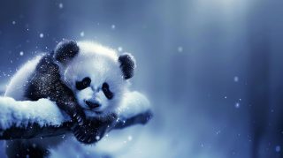 Ultra HD Panda AI Image for Desktop Tranquility