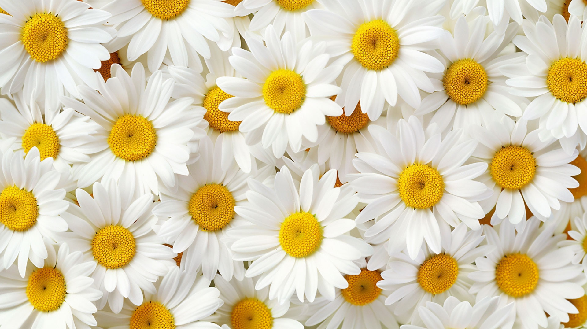 Delicate Pastel Daisy AI Desktop Charm