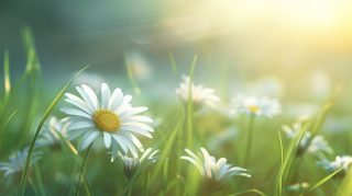 Charming Pastel Daisy AI Wallpaper Serenity