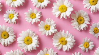 Pastel Daisy AI: Soft and Cute Desktop Delights