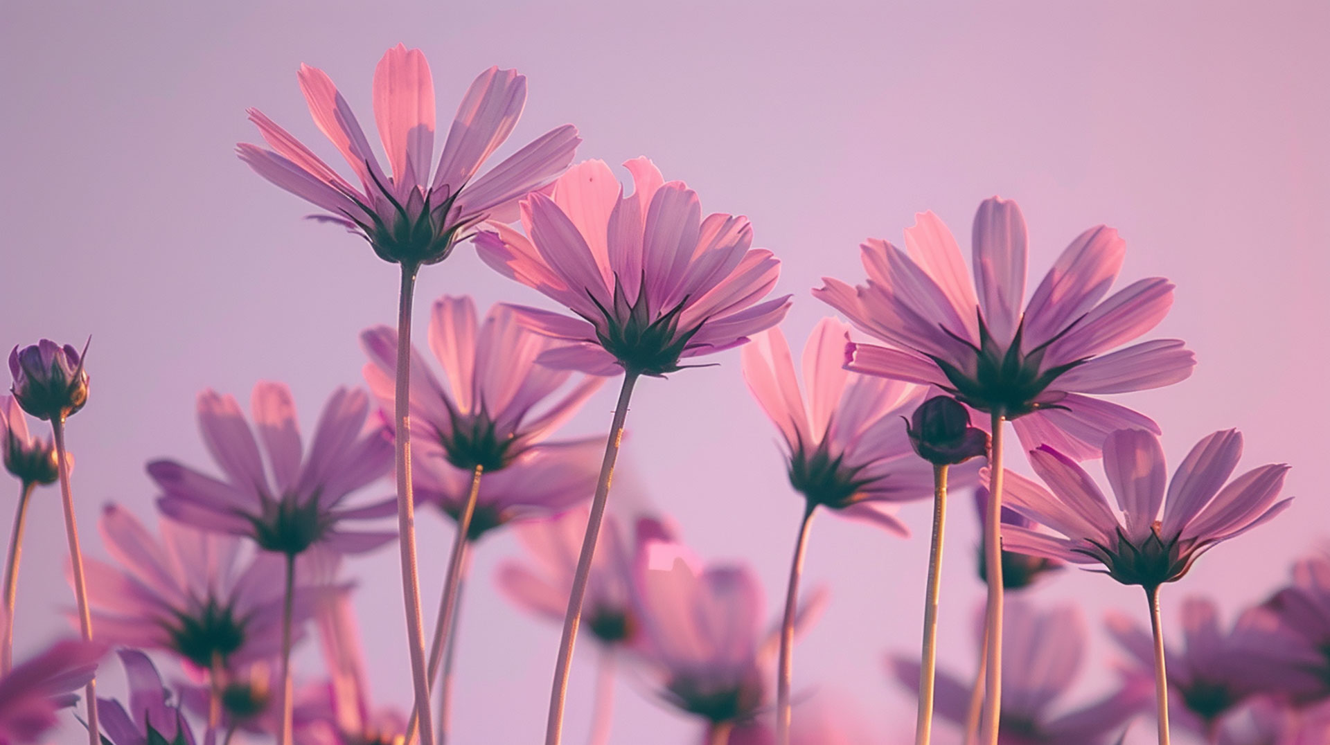 Ethereal Pastel Purple Aesthetic Desktop Background