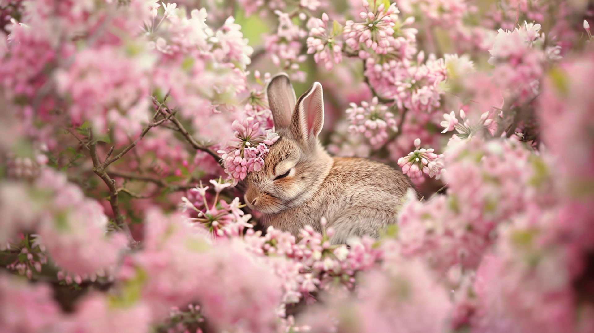 Download Pink Bunny AI Image: Cute Desktop Background