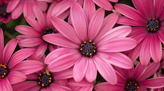 Pink Daisy AI: Soft and Elegant Desktop Beauties