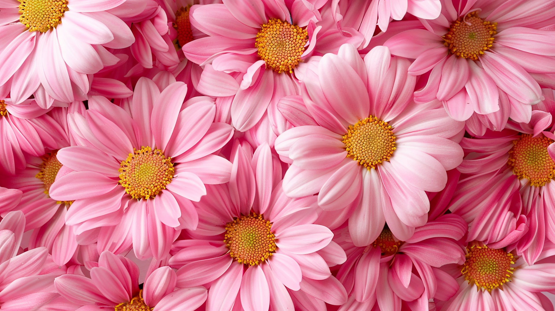 Dreamy Pink Daisy AI Wallpaper Collection