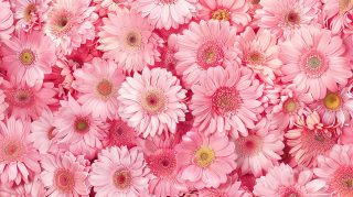 Whimsical Pink Daisy AI Wallpaper Bliss