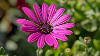 Charming Pink Daisy AI Wallpaper Serenity