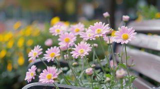 Lovely Pink Daisy AI Desktop Whimsy