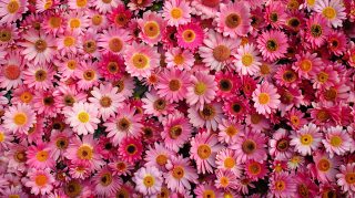 Adorable Pink Daisy AI Wallpaper Collection