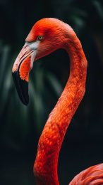 Chic Pink Flamingo Wallpaper for Android