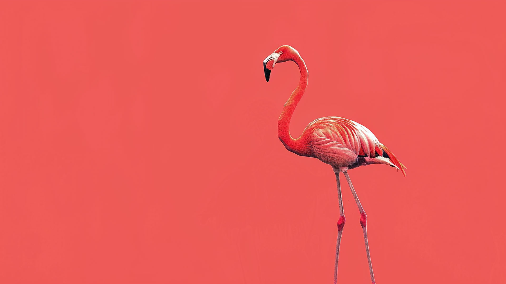 Serene Pink Flamingo AI Wallpaper