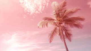 Blush Sunset: Pink Palm Tree Digital Wallpaper