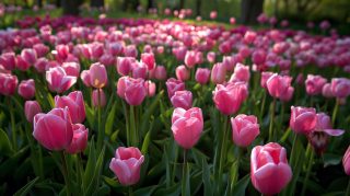 Free Download: AI Pink Tulips Desktop Wallpaper