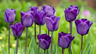 Download Free AI Purple Tulips HD Pics