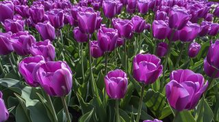 8K Purple Tulips AI Wallpaper for Ultra HD Screens