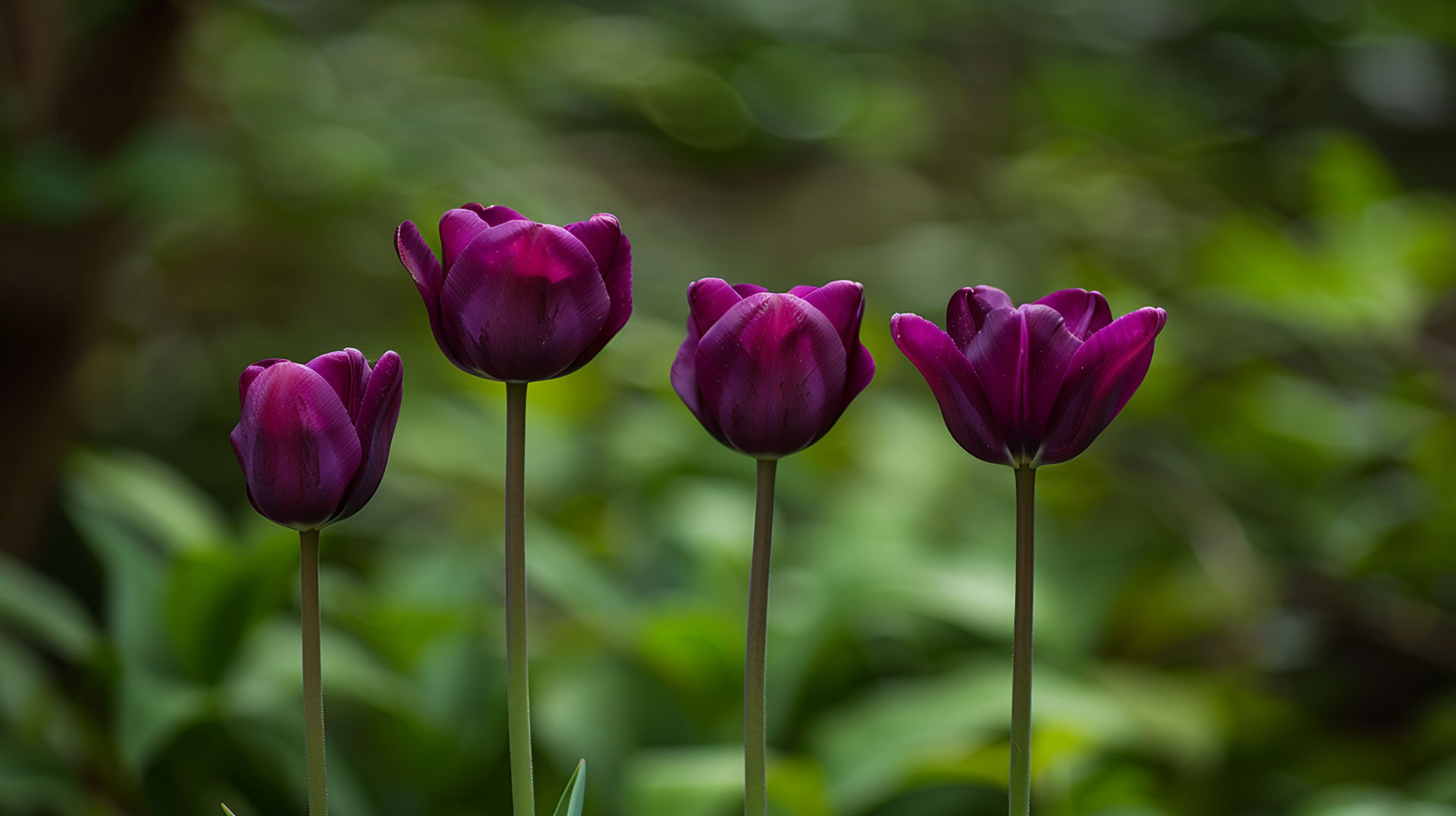 Free Download: AI Purple Tulips Desktop Wallpaper