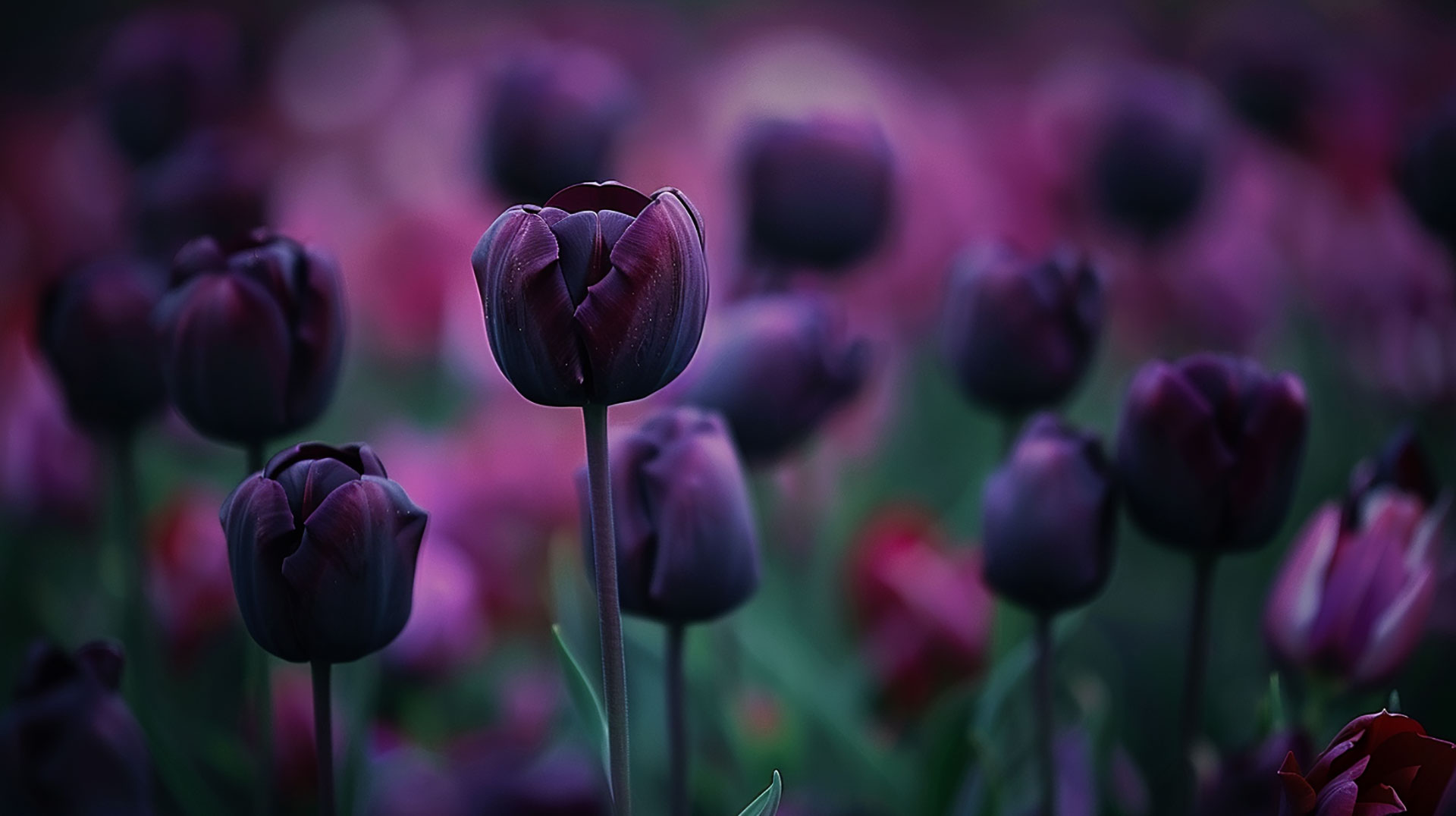 Purple Tulips AI HD Wallpaper for Desktop